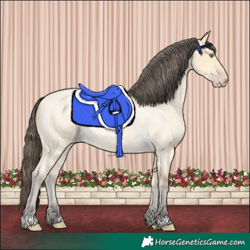 Horse Color:Amber Cream Champagne Roan 
