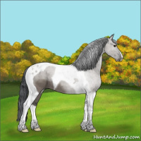 Horse Color:Grullo Tobiano 