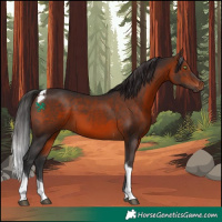 Horse Color:Brown Tobiano 