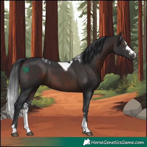 Horse Color:Brown Sabino Tobiano