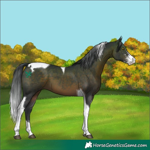 Horse Color:Brown Sabino Tobiano