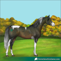 Horse Color:Brown Sabino Tobiano 