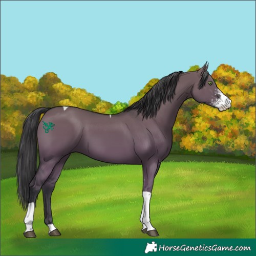 Horse Color:Grullo Sabino Tobiano
