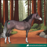 Horse Color:Brown Dun 