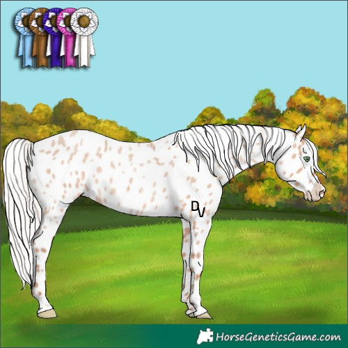 Horse Color:Silver Sable Champagne Roan Appaloosa Rabicano 