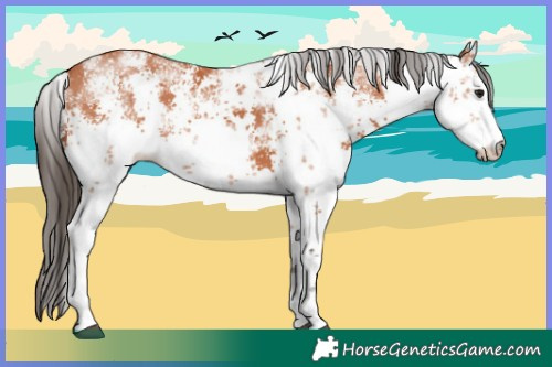 Horse Color:White Spotted Bay Sabino 