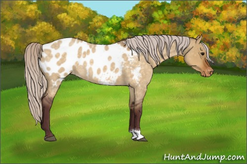 Horse Color:Chocolate Silver Buckskin Roan Dun Appaloosa 