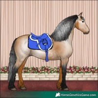 Horse Color:Gray Buckskin