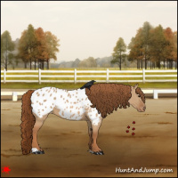 Horse Color:Red Dun Appaloosa 