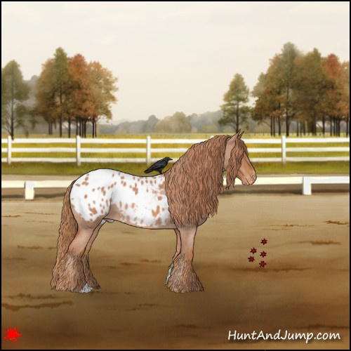 Horse Color:Red Roan Appaloosa 