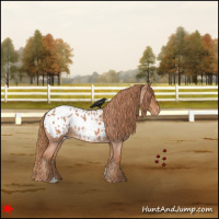 Horse Color:Red Roan Appaloosa 