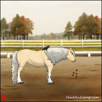 Horse Color:Palomino Roan 