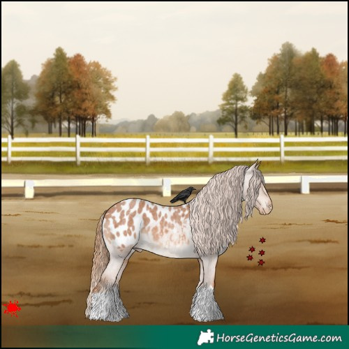 Horse Color:Red Roan Appaloosa 