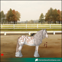 Horse Color:Red Roan Appaloosa