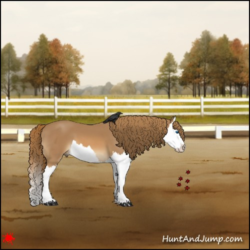 Horse Color:Chestnut Splash 