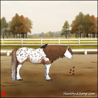 Horse Color:Chestnut Splash Appaloosa 