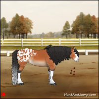Horse Color:Bay Splash Appaloosa