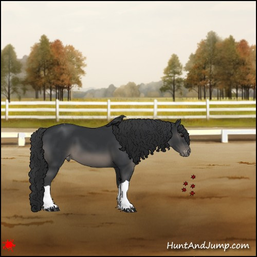 Horse Color:Black Appaloosa
