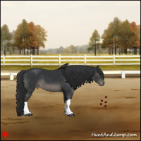Horse Color:Black Appaloosa