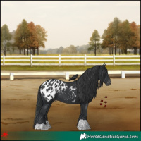 Horse Color:Black Appaloosa 