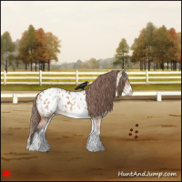 Horse Color:White Spotted Bay Dun Appaloosa Rabicano