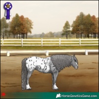 Horse Color:Black Appaloosa