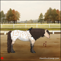 Horse Color:Bay Roan Dun Appaloosa 