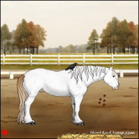 Horse Color:White Spotted Chestnut Appaloosa 