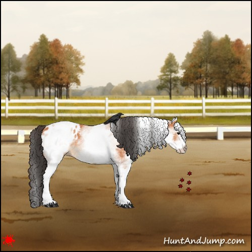 Horse Color:White Spotted Bay Appaloosa 