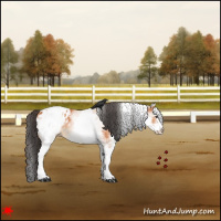 Horse Color:White Spotted Bay Appaloosa