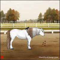 Horse Color:White Spotted Red Dun Varnish 