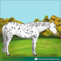 Horse Color:Black Sabino Near Leopard 