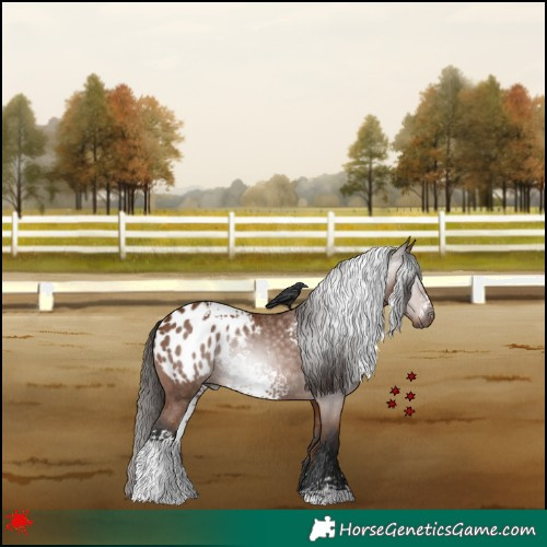 Horse Color:Gray White Spotted Bay Appaloosa 