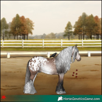 Horse Color:Gray White Spotted Bay Appaloosa