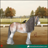 Horse Color:White Spotted Bay 