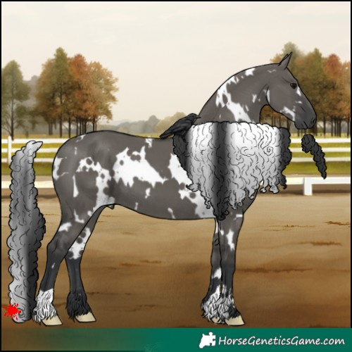Horse Color:White Spotted Grullo 