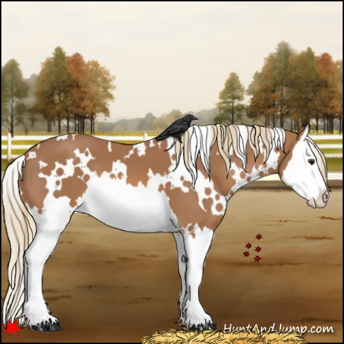 Horse Color:White Spotted Chestnut Splash Varnish