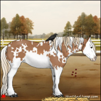 Horse Color:White Spotted Chestnut Splash Appaloosa 