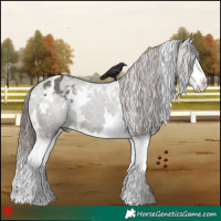 Horse Color:White Spotted Grullo Splash Varnish
