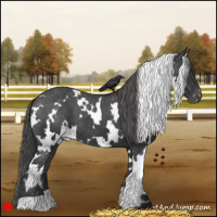 Horse Color:White Spotted Black Appaloosa 