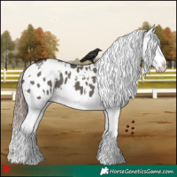 Horse Color:White Spotted Grullo Splash Appaloosa 