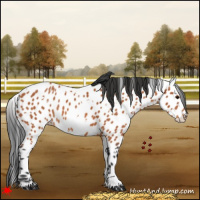 Horse Color:White Spotted Bay Appaloosa Rabicano 