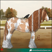 Horse Color:White Spotted Red Dun 