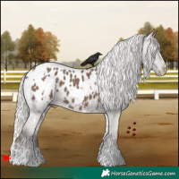 Horse Color:White Spotted Silver Black Appaloosa 