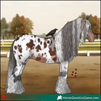 Horse Color:White Spotted Brown Blanket 