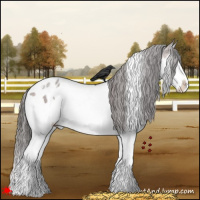 Horse Color:White Spotted Brown Sabino Splash Appaloosa 