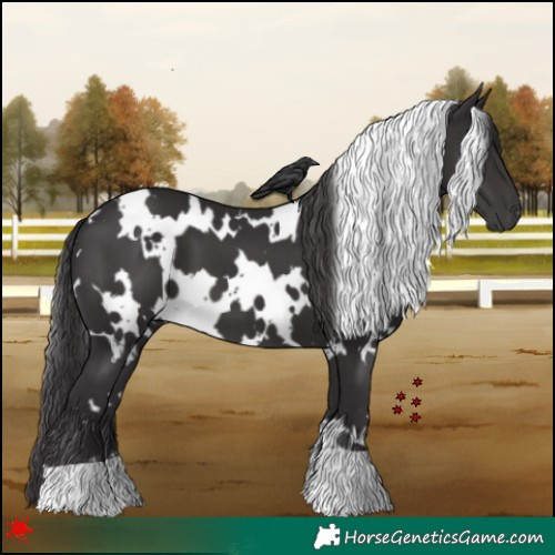 Horse Color:White Spotted Smoky Black 