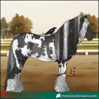 Horse Color:White Spotted Smoky Black Rabicano 