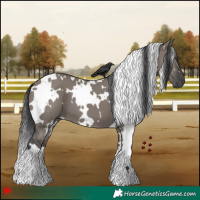 Horse Color:White Spotted Grullo