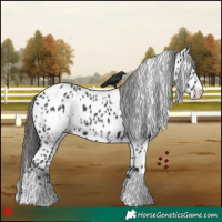 Horse Color:White Spotted Black Leopard 